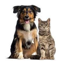 DOGS